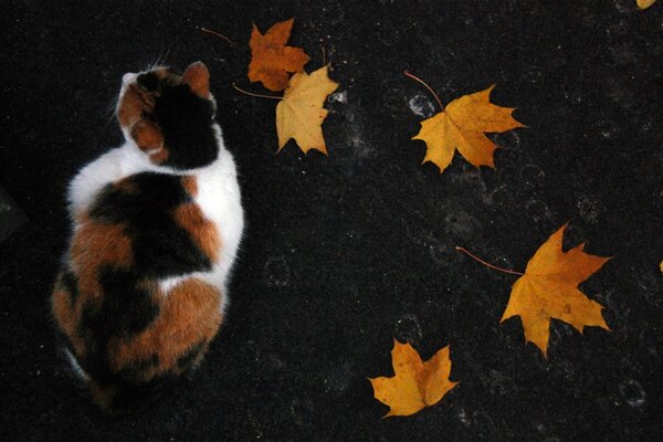 Contrasto di gatto, terra e foglie autunnali