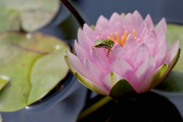 A frog sits on a pink water lily