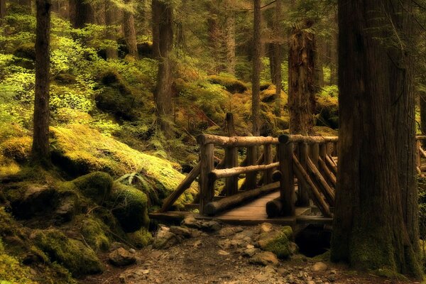 Holzbrücke über eine Schlucht im Wald