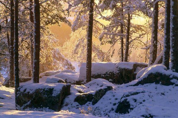 Snowing snow in the forest on the knees