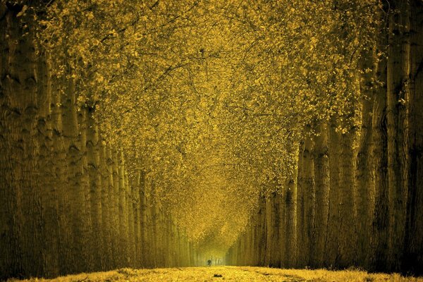 Golden autumn alley in the forest