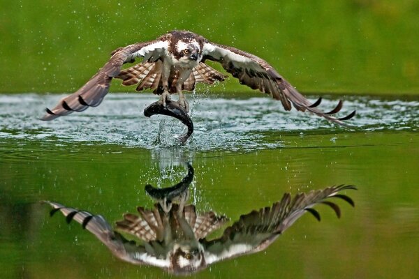 Aquila a caccia vola sopra l acqua cattura il pesce