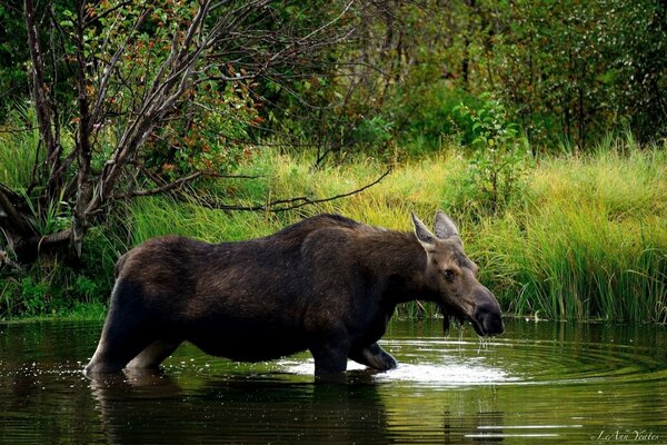 Alces en el río cerca del bosque