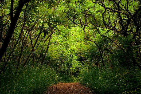 Camino en el bosque. Variedad de árboles y arbustos