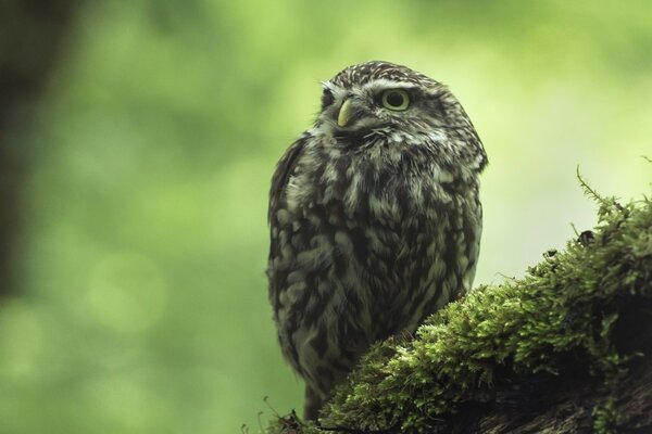 Petit hibou assis sur un arbre