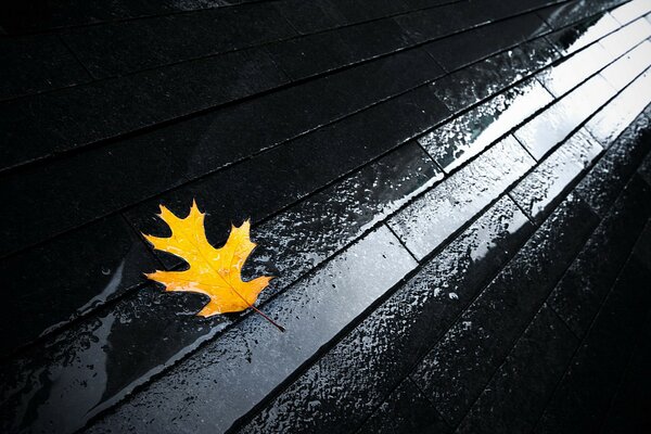 A bright leaf on a wet pavement