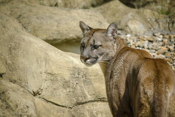 Puma en el fondo de las rocas