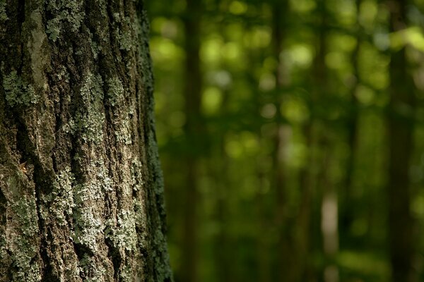 Corteccia d albero nella foresta in estate