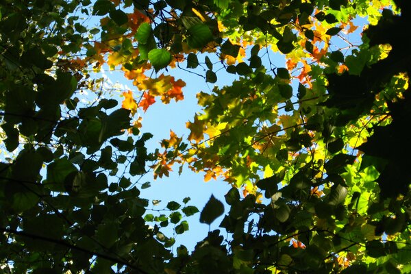 Herbstblätter auf Zweigen am Himmel