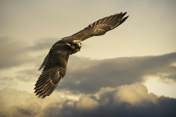 El pájaro flota en el cielo y busca a su presa