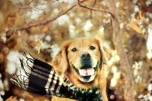 Golden retriever in a scarf in autumn