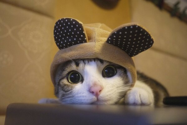 Gato mimoso con sombrero