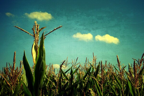 Campo di cereali. Cielo blu