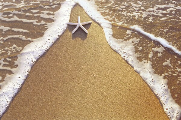 Una estrella de mar se encuentra en la orilla del mar