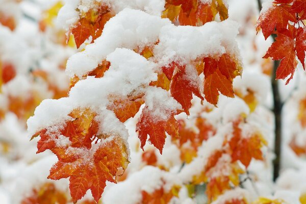 Snow-covered yellow maple leaves