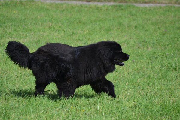 Un chien de terre-neuve court sur la pelouse