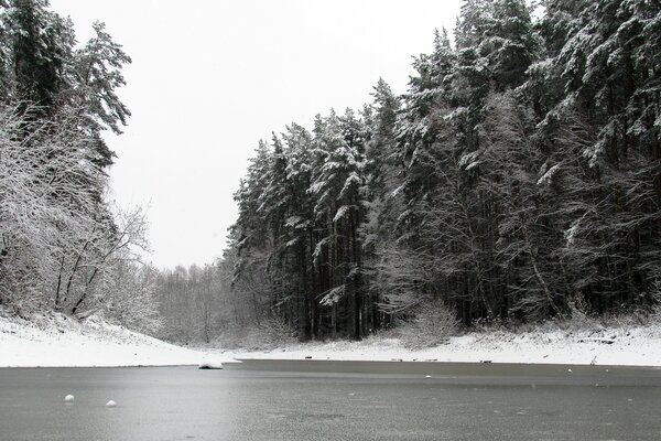 Bosque de pinos de invierno cerca del estanque