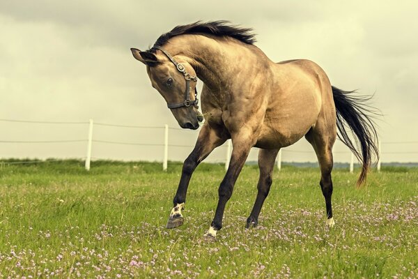 Pferd auf dem grünen Feld springt