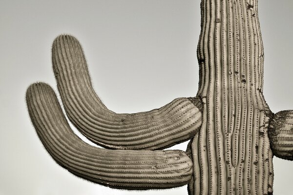 Cactus. Deserto. Piante spinose