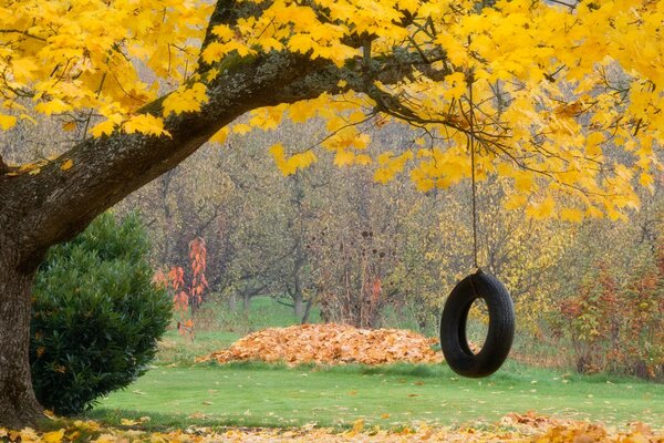 Rueda de oscilación en el árbol en otoño