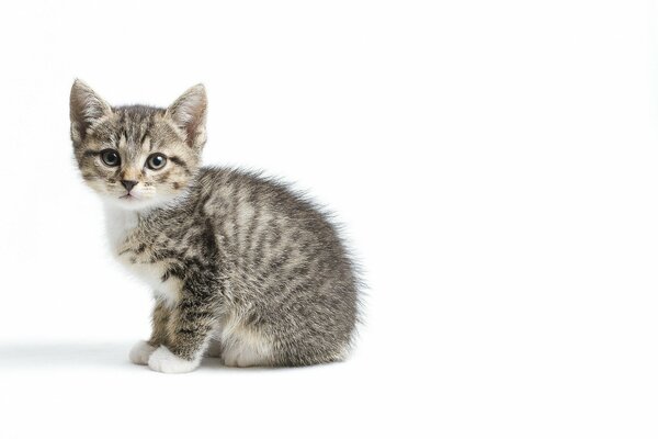 Pequeño gato lindo y gris