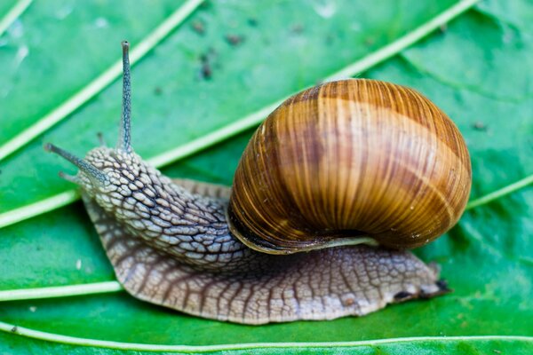 A huge snail crawls on a grape leaf