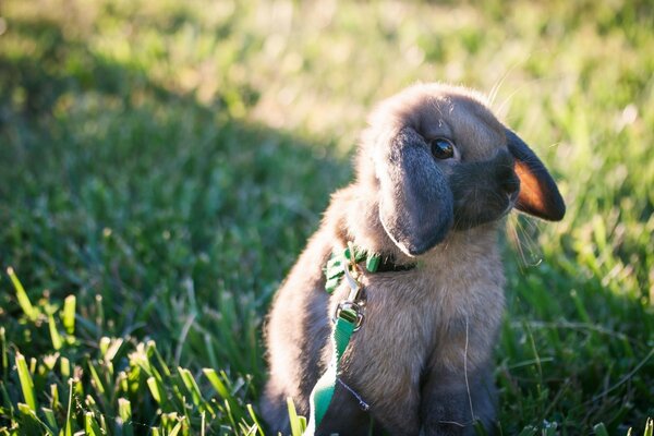 Lapin fait maison sur la promenade