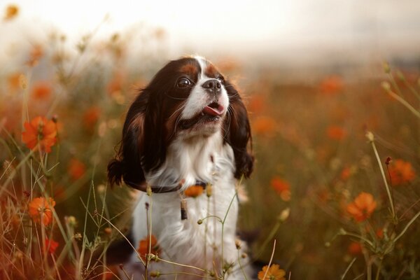 Little dog frolic in the field with poppies