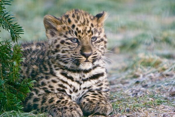 Cachorro de leopardo mirando a lo lejos