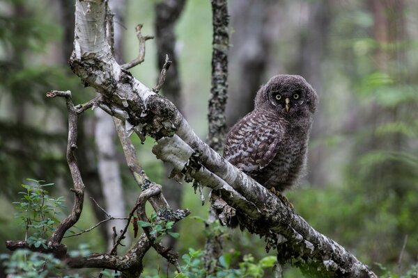 A grey owl is sitting on a branch in the forest