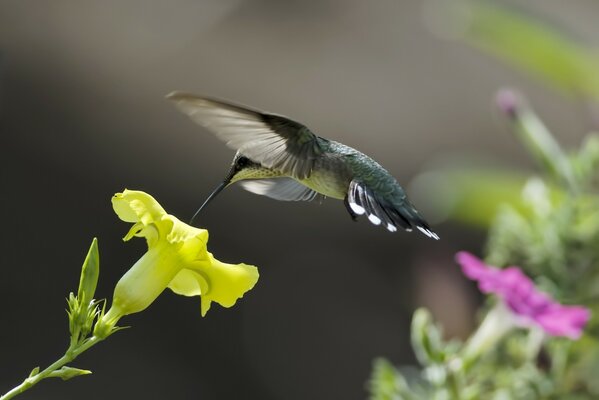 Der Kolibri flog zur Blume