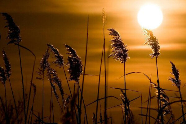 Hierba en el fondo de la puesta de sol