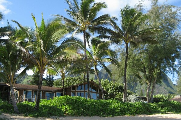 Summer house on the beach with palm trees