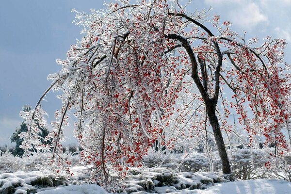 Baies rouges sur un arbre enneigé