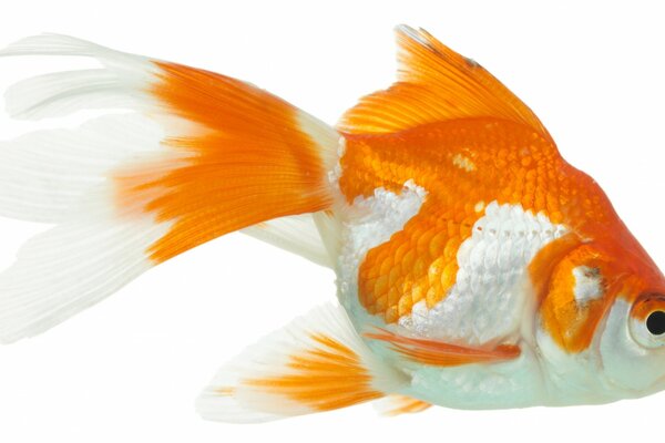 Goldfish on a white background