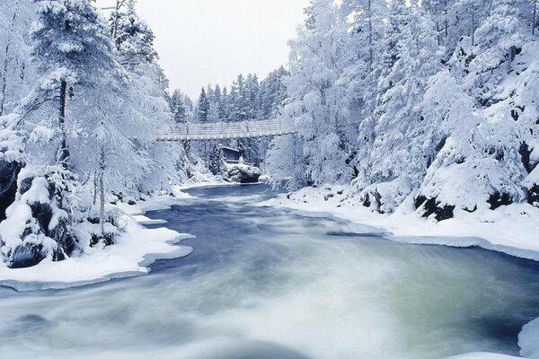 Arbres enneigés. Pont suspendu