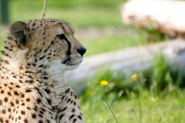 Cheetah in profile in nature