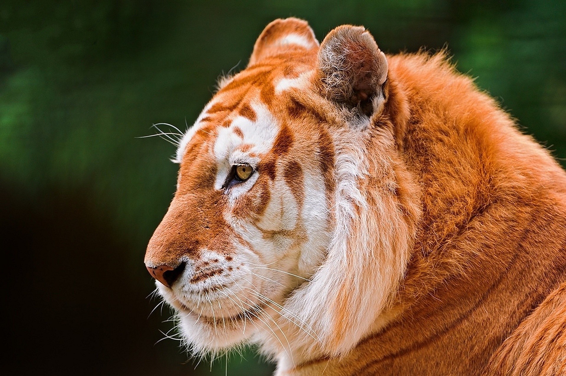 golden tiger mustache yellow