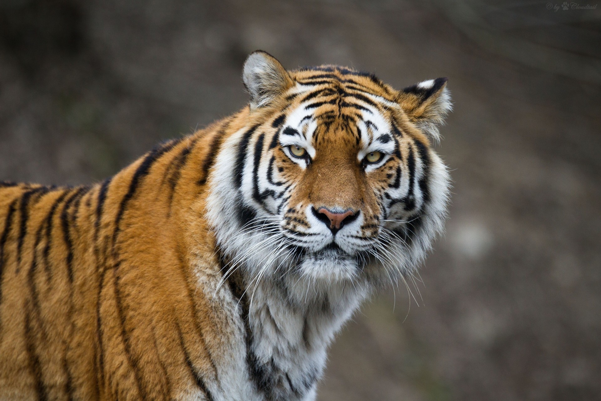 gato salvaje tigre de amur dientes tigre