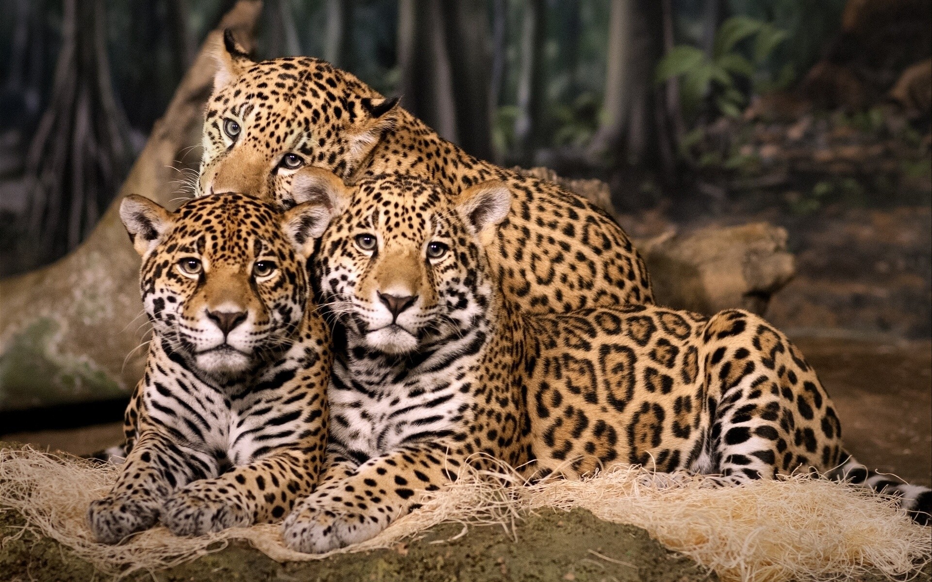 trinity trio jaguare