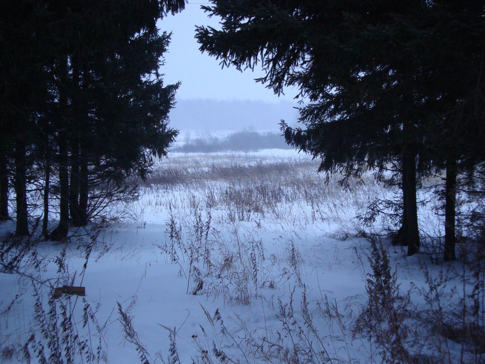 zima śnieg drzewa