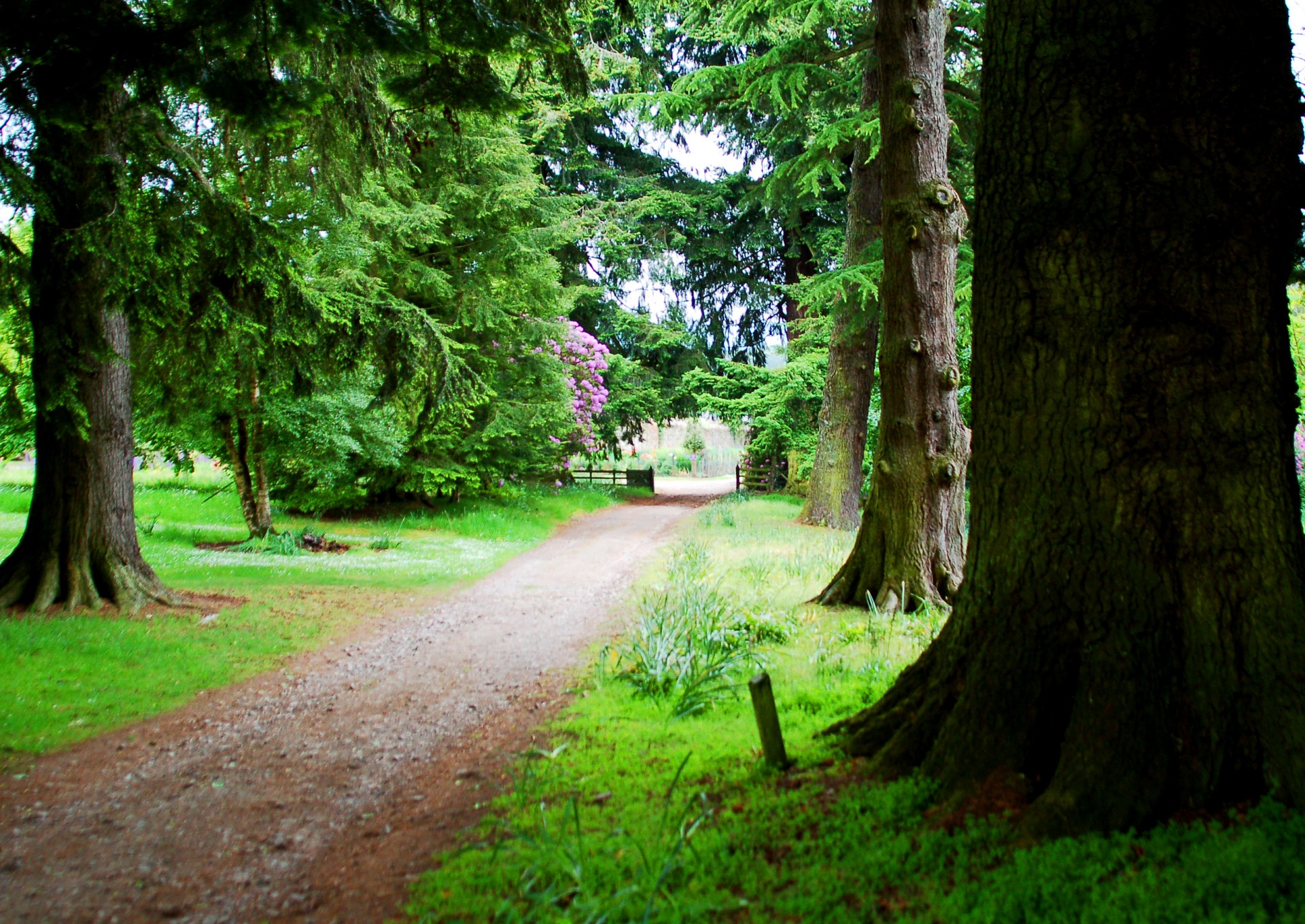 arbres routes herbes