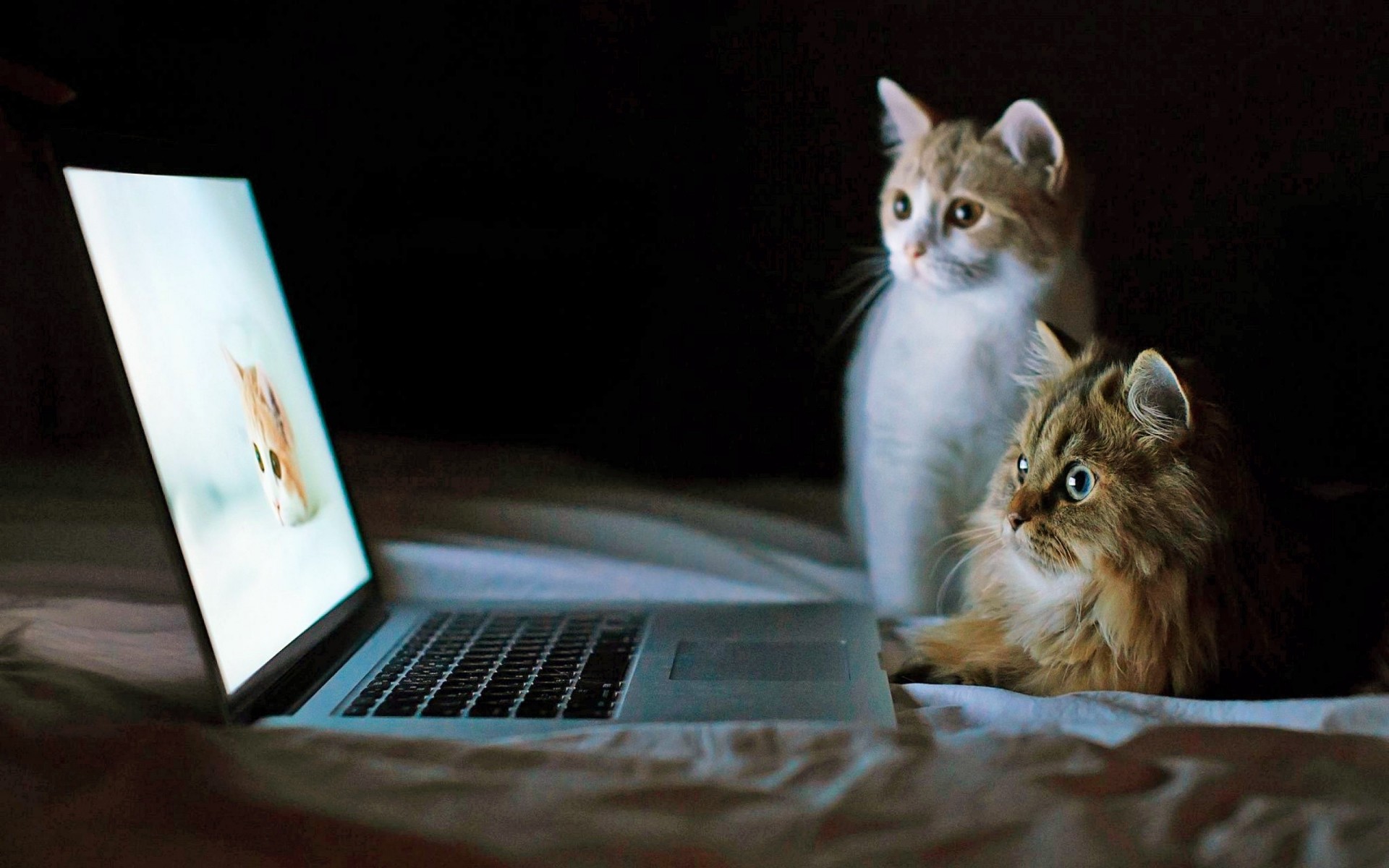 katzen hinter laptop