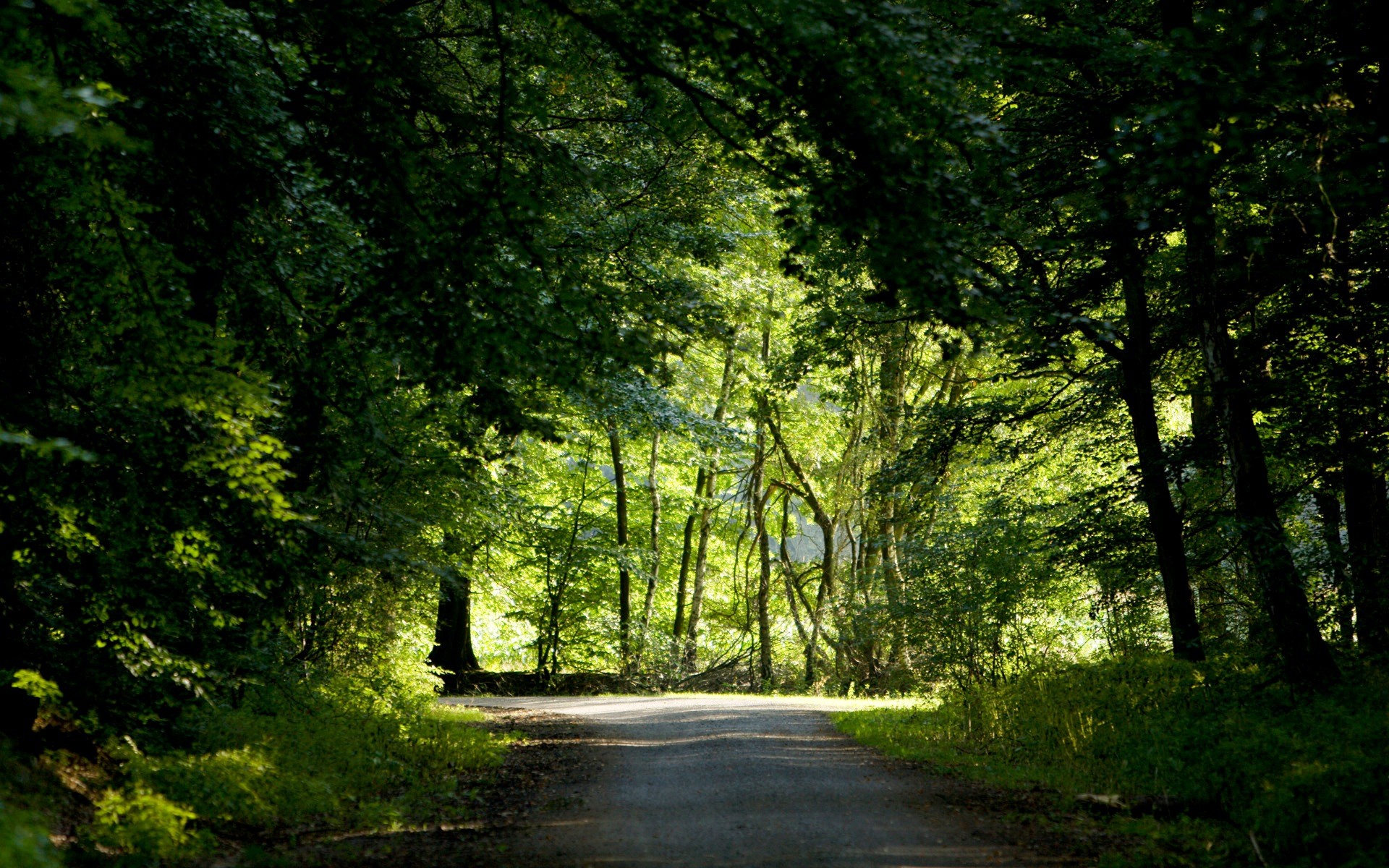 wald bäume straße