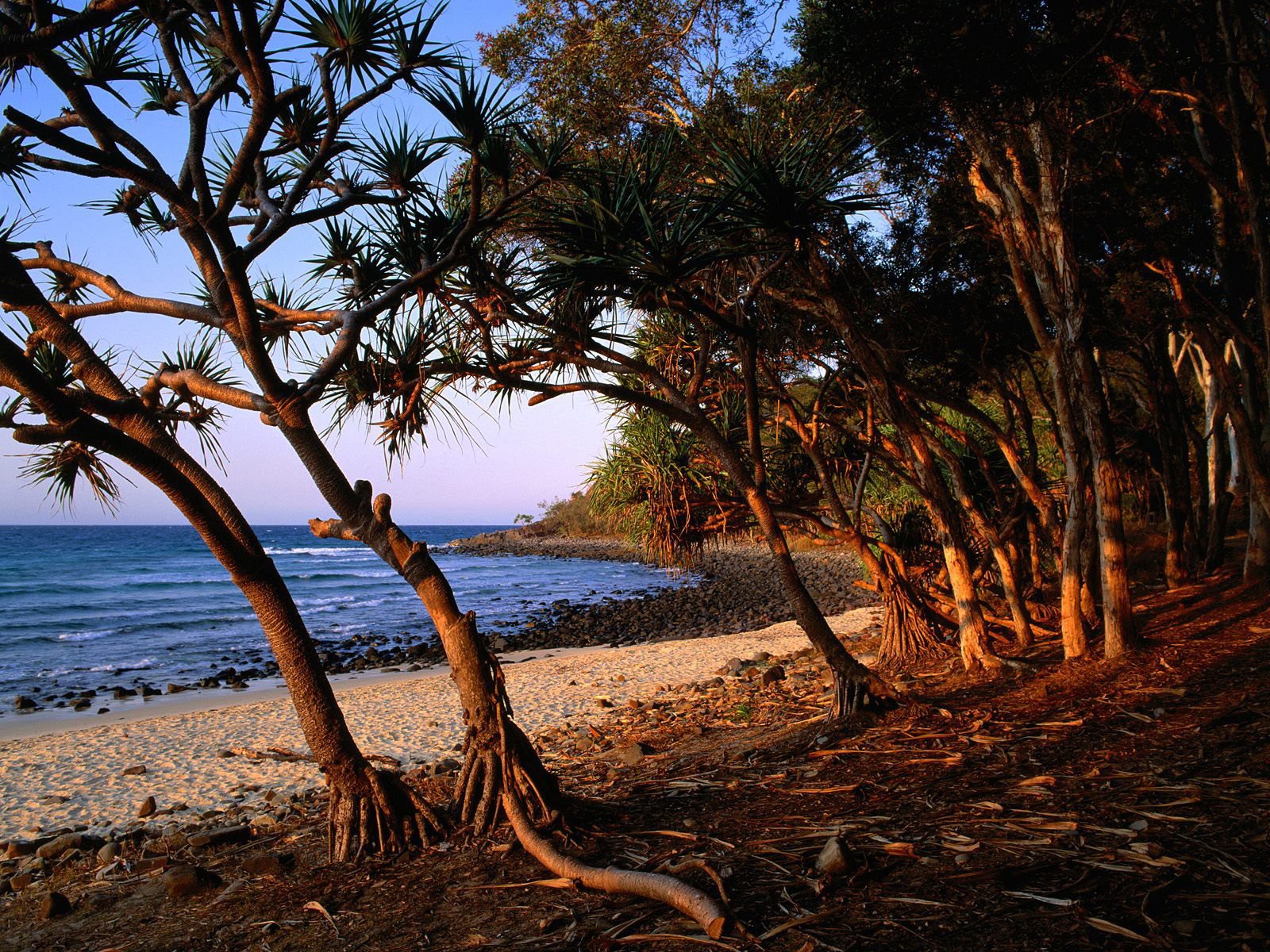 árboles mar playa piedras raíces