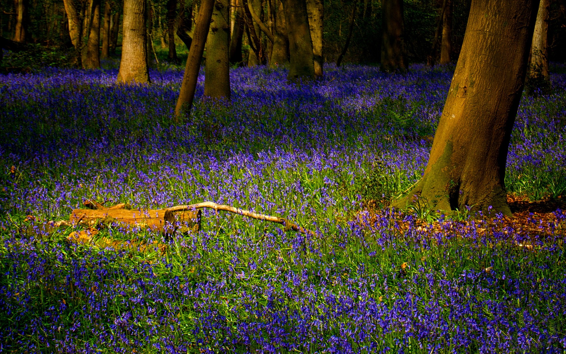 bosque hierba flores