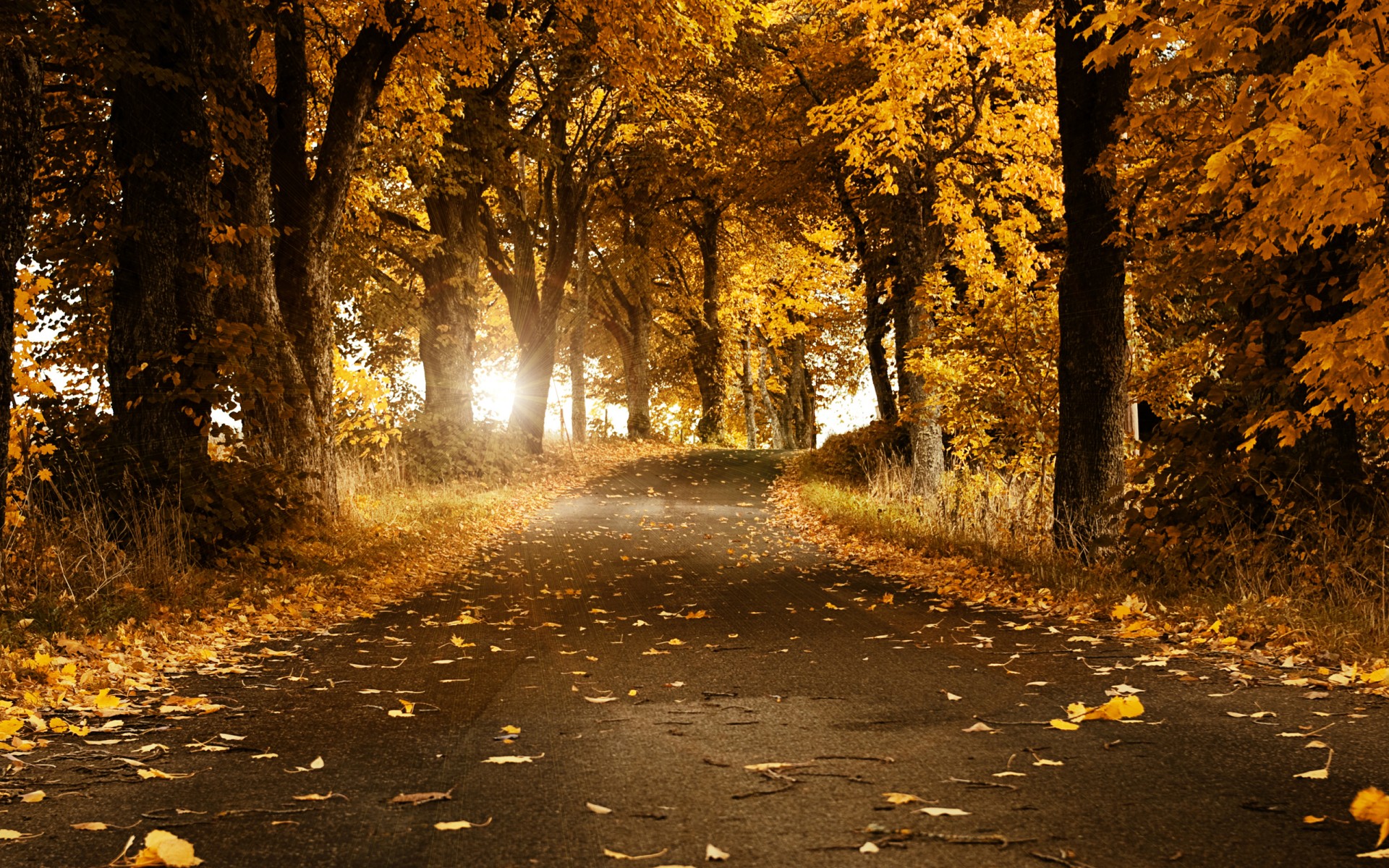 herbst blätter straße schweden bäume