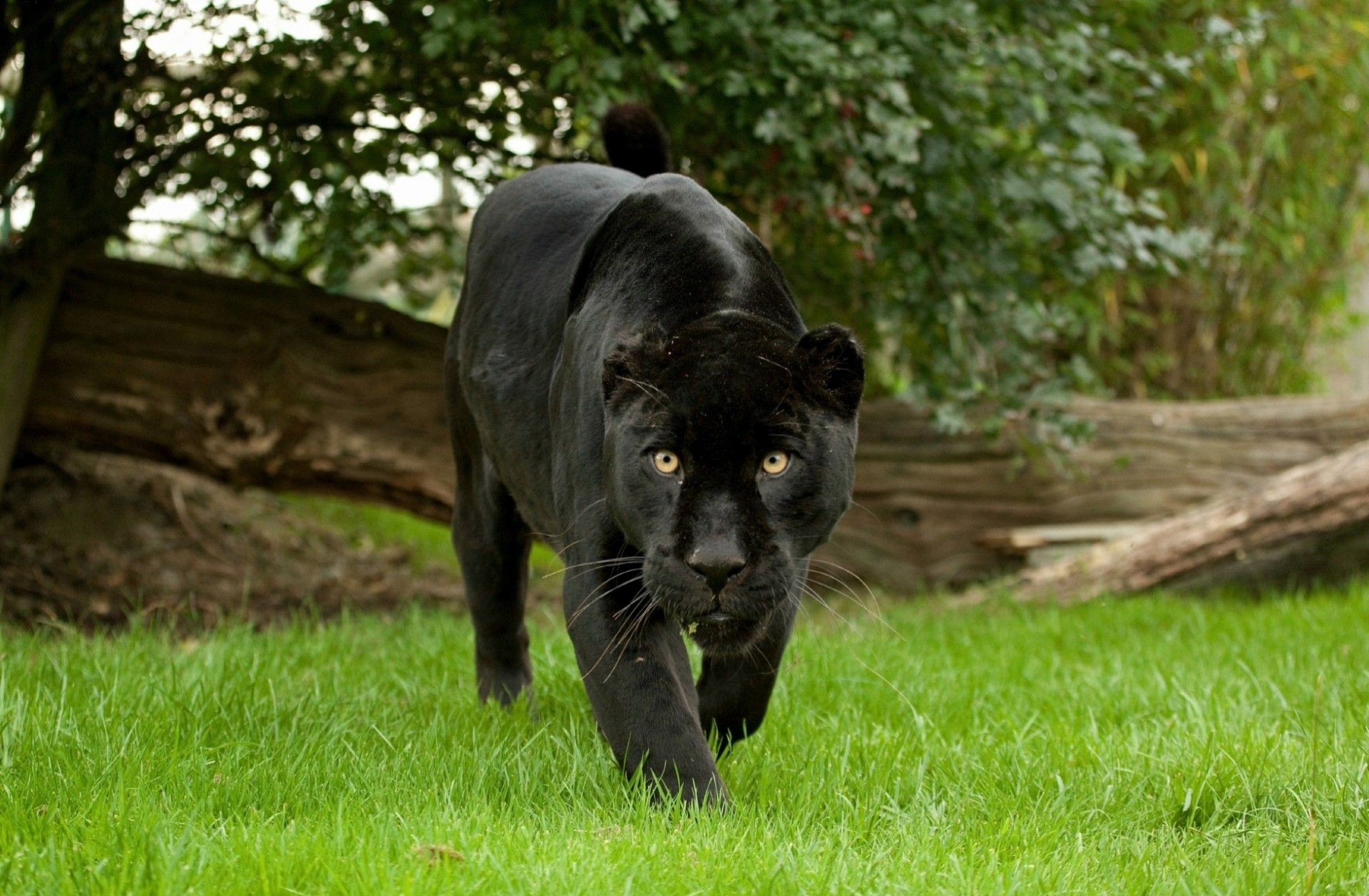 chat sauvage jaguar panthère dents jaguar noir