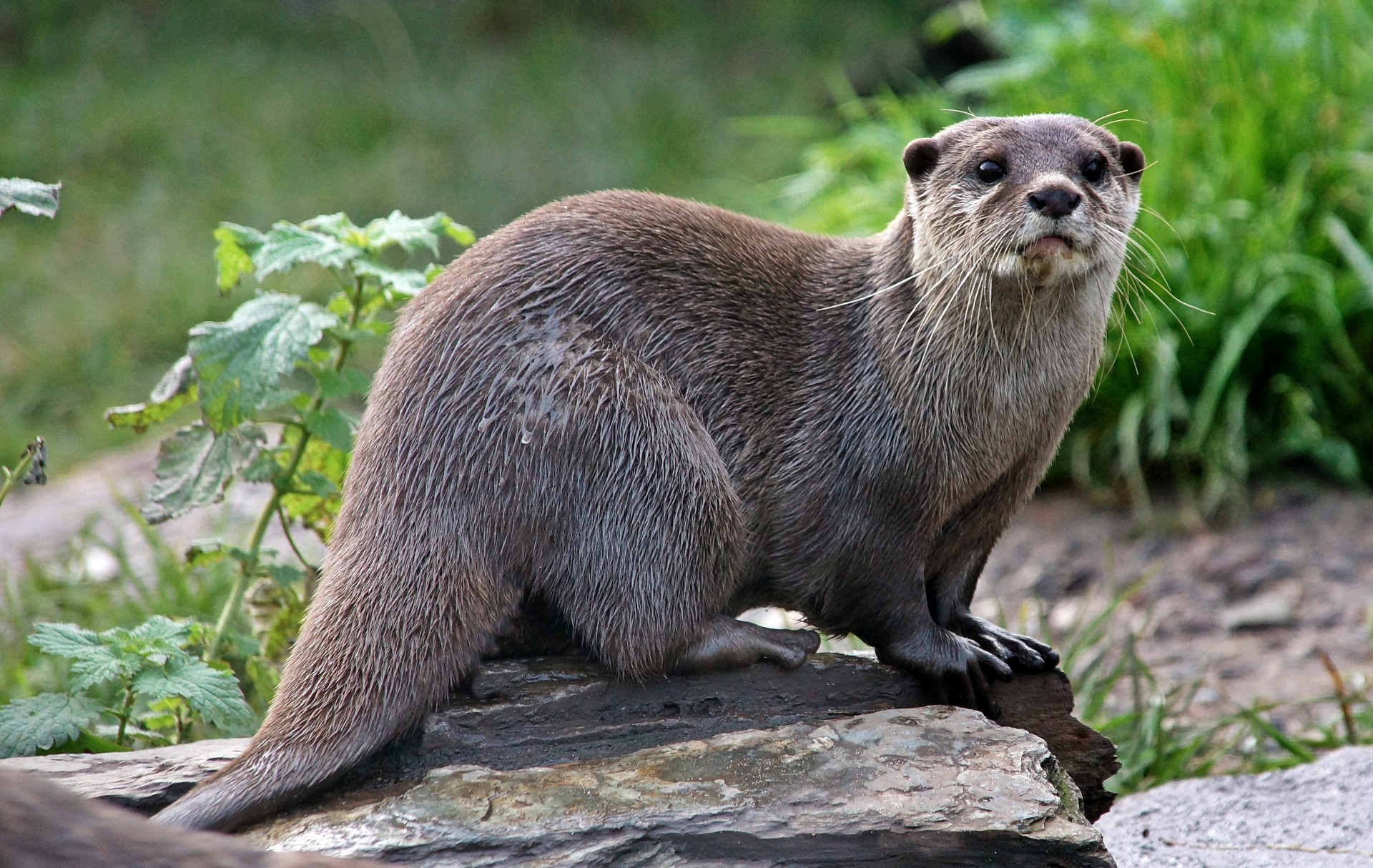 loutre animal espèce