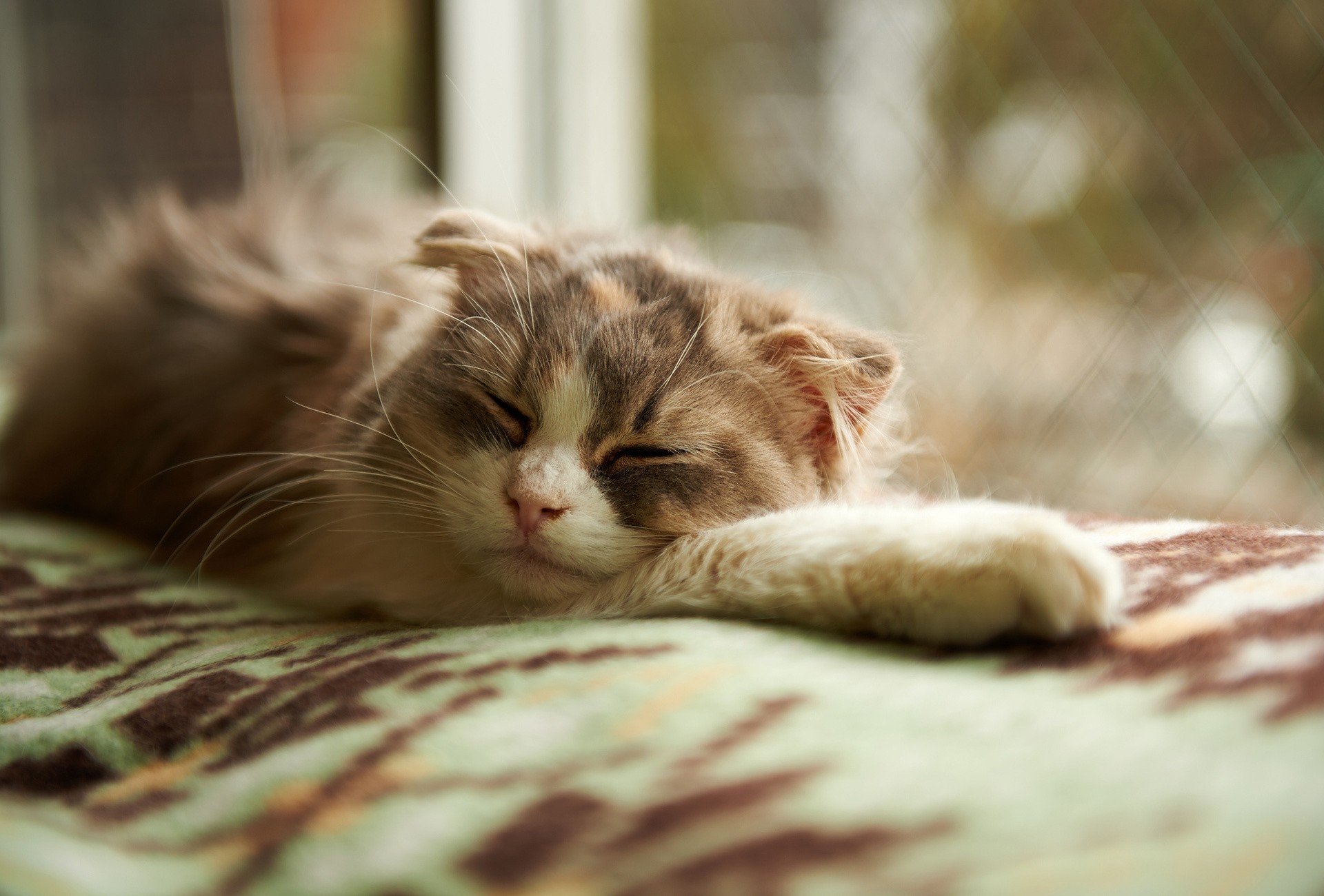 leeping bed blanket cat window